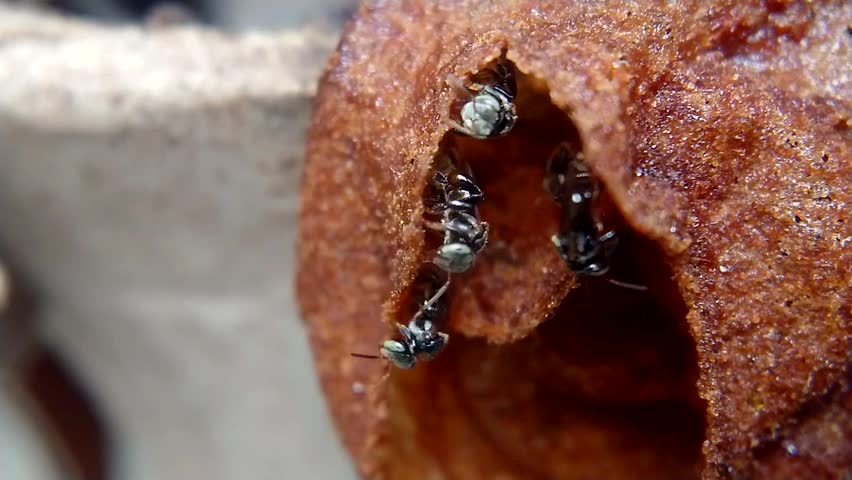 The Activity of Stingless Bees (Trigona sp.) at the Entrance of Their Hive - Close-up Video