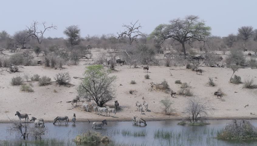A wide shot of wildebeest and zebras at the river in Okavango delta .