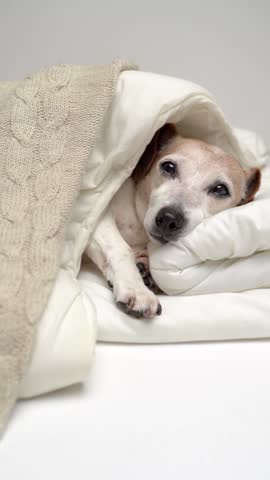 Sleepy dog resting in bed under white blanket. Closing eyes. Vertical video footage. good night sweet dreams