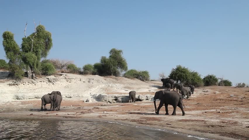 A wide shot of a herd of elephants on the river bank 