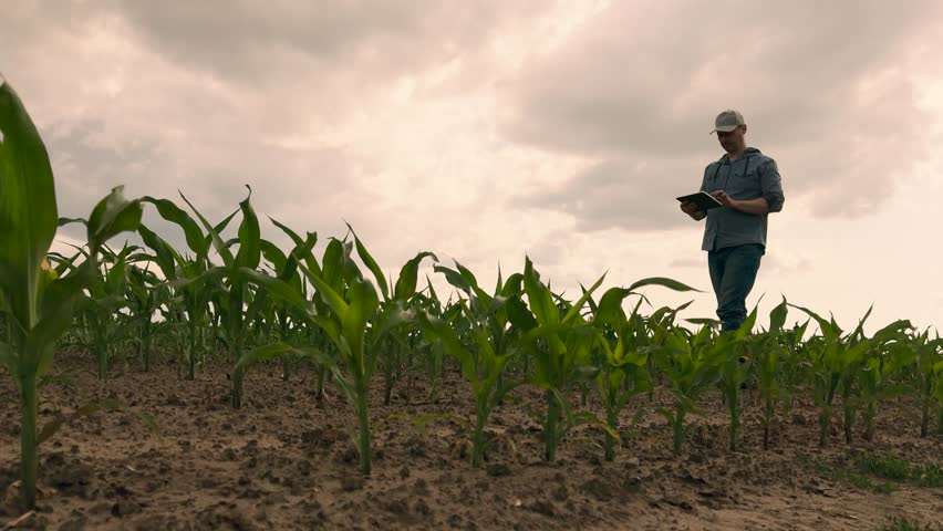 agriculture, farmer working corn field digital tablet, Agriculture worker assessing crops with tablet, Fresh corn plantings, Digital farming revolution, Measuring growth in field, Young farmer