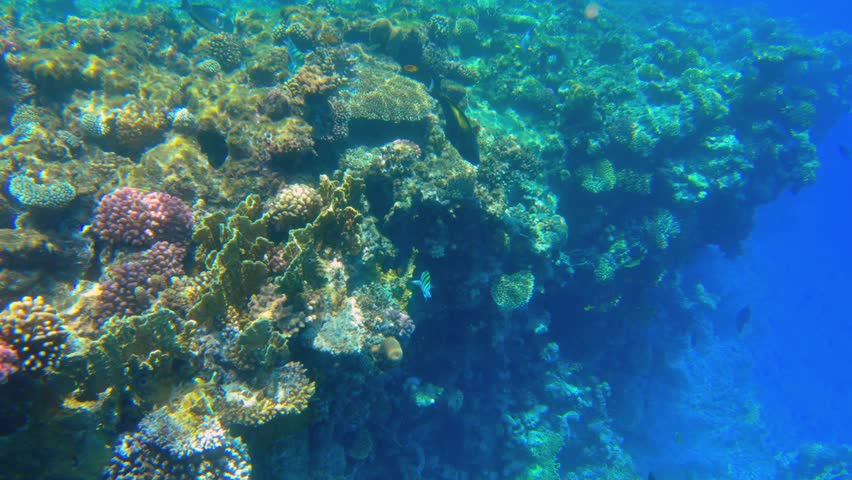 Underwater seascape on the coral reef in the Red Sea, Sharm el Sheikh, South Sinai, Egypt, showcasing a female Cetoscarus Bicolor aka Bicolour Parrotfish