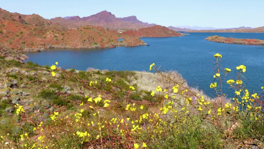 A lake with mountains and yellow wildflowers in the foreground