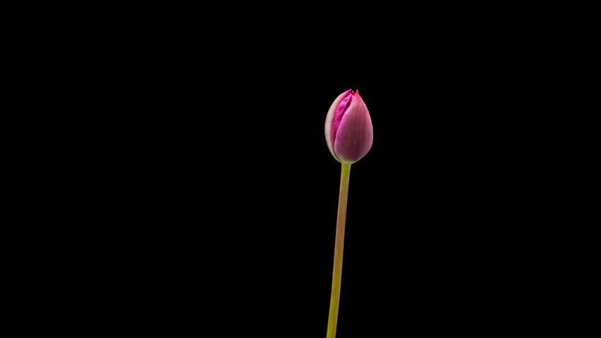 Time Lapse of flowering tulip on black background. Spring timelapse of tulips flowers