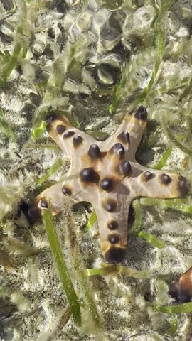 Star fish or sea star is not a fish. There are around 2,000 species of sea star.