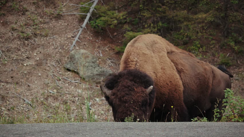 Yellowstone Bison eating grass on the side of the road.