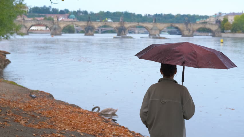 A woman watches a swan in Prague on a rainy autumn day. Solitary tourist standing under umbrella near charles bridge, gazing at swans gliding across misty vltava river during moody autumn in prague