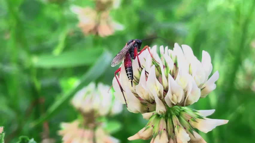 An Ichneumon wasp from the Darwin wasps (Ichneumonidae) family perches delicately on a wild thistle flower. Captured in a macro view, the slender parasitoid reveals its fine wings .