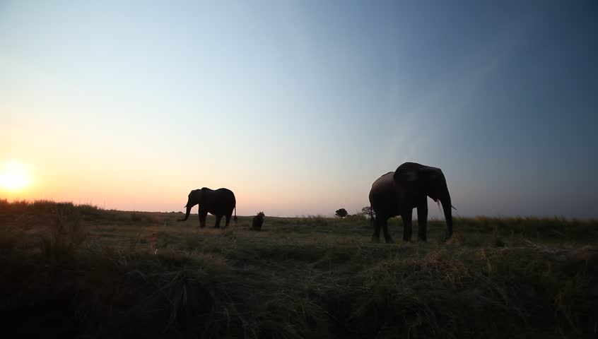 A wide shot of elephants in the morning at sunrise .  