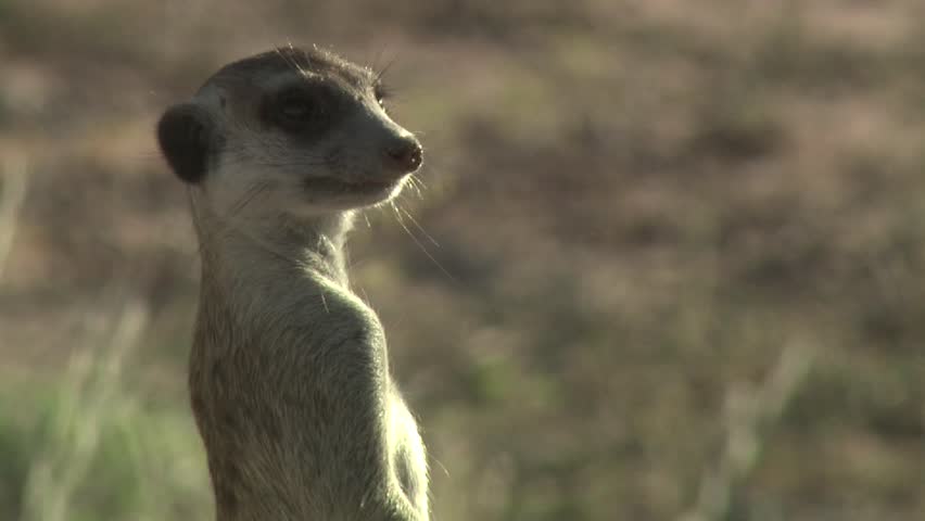 A medium shot of of a meerkat looking around.