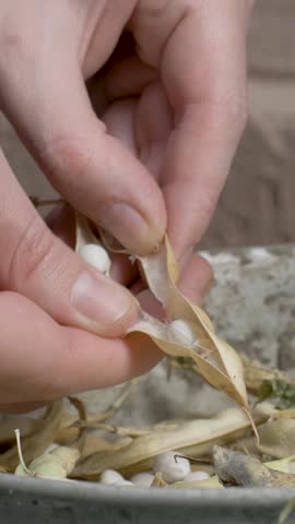 Beans are carefully separated from dry pods. Metal bowl holds both empty shells and fresh seeds. Rural simplicity. Worn wooden table completes rustic workshop atmosphere