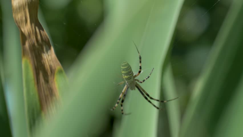 Spider featuring yellow and black stripes along body, holding position in web. Long, thin legs with visible hairs extend outward. Green plant background blurred