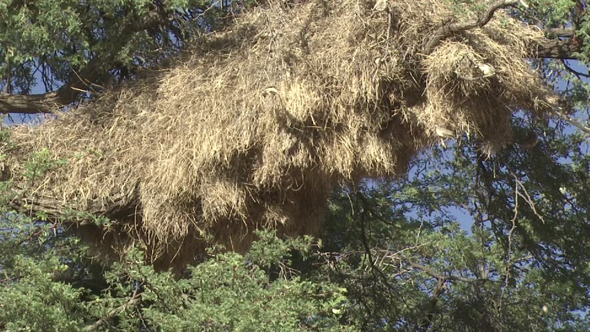 A medium shot of a sociable weaver nest with weavers going out and in the nest.