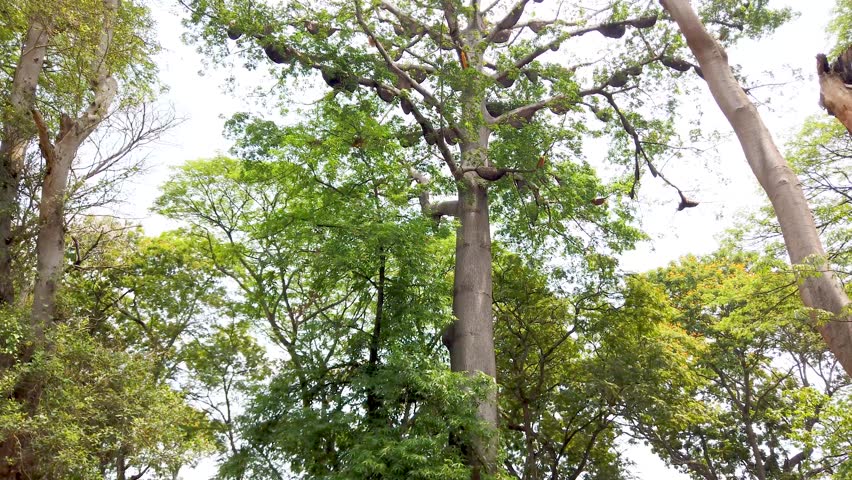 Mysuru, Karnataka, India-July 17 2025; A large colony of Honeybee Hives built on a high rise maple, fruit, willow tree branches during summer season in India.
