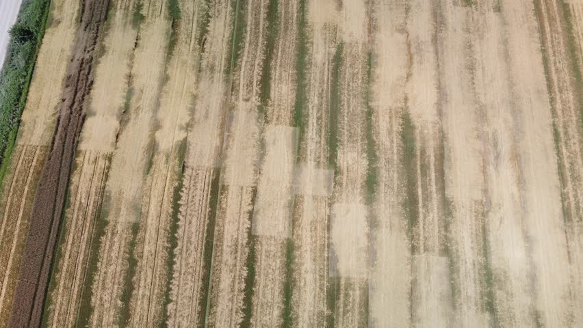 Commercial wheat farm in Ontario Canada aerial footage 