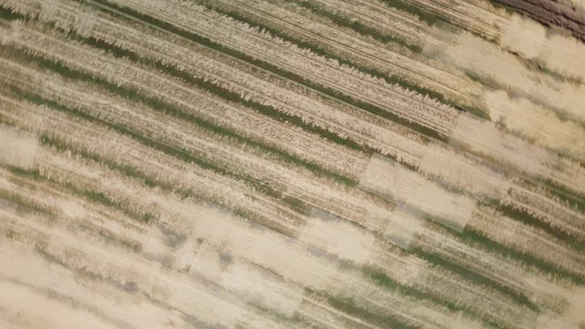 Commercial wheat farm in Ontario Canada aerial footage 