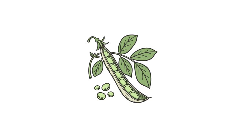 A detailed drawing of a pea pod with leaves and peas inside, showcasing fresh organic produce in a clean, minimalist design ideal for healthy lifestyle and food content