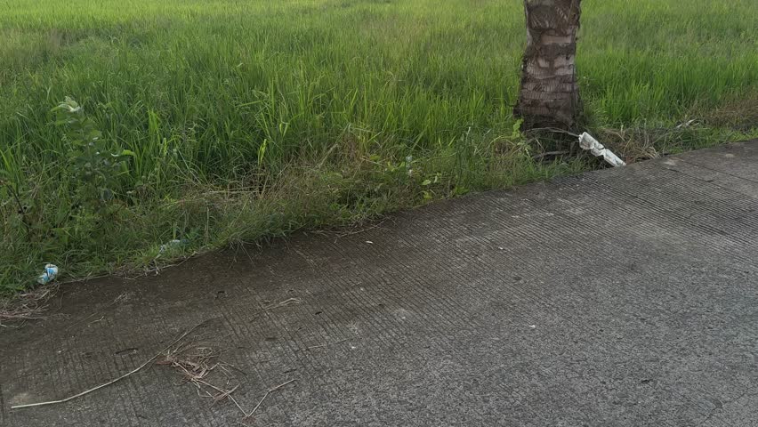 Makassar, South Sulawesi, July 27, 2027. View of the evening sky in the village of De Tengah, sawa and coconut trees