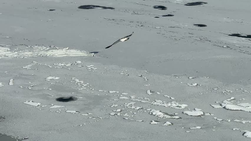A seagull flies over a frozen river in winter.