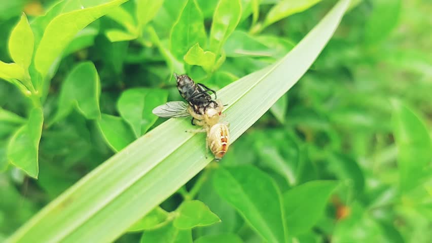 Jumping spider on a green leaf in extreme macro closeup, actively feeding on a fly it has captured. The spiders prominent eyes, hairy body, and agile legs are sharply detailed, making it a striking im