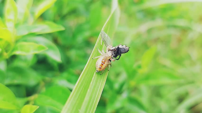 Jumping spider on a green leaf in extreme macro closeup, actively feeding on a fly it has captured. The spiders prominent eyes, hairy body, and agile legs are sharply detailed, making it a striking im