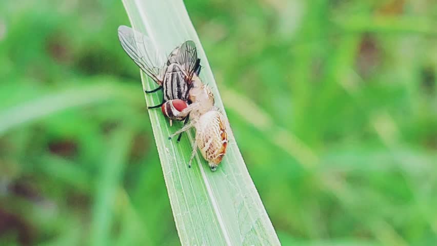 Jumping spider on a green leaf in extreme macro closeup, actively feeding on a fly it has captured. The spiders prominent eyes, hairy body, and agile legs are sharply detailed, making it a striking im