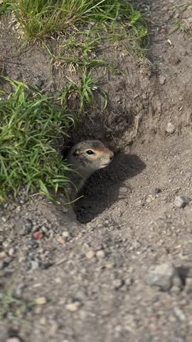 Kamchatka Ground Squirrel Peeking Out of Burrow in Natural Habitat