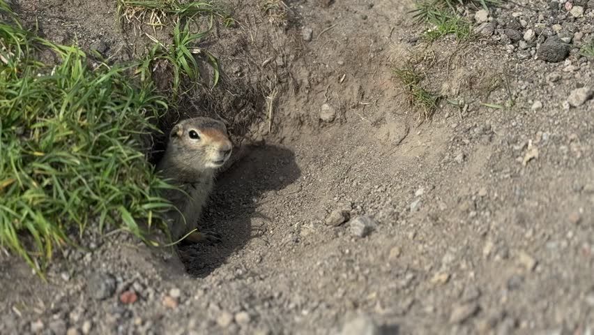 Kamchatka Ground Squirrel Peeking Out of Burrow in Natural Habitat