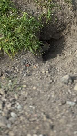 Kamchatka Ground Squirrel Peeking Out of Burrow in Natural Habitat