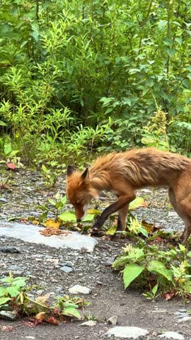 Wild Fox Eating Food Given by Humans in Natural Habitat
