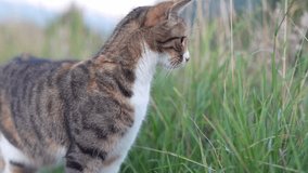 Adorable cat standing in tall grass in daylight and scenic nature background near Walensee, Switzerland. - Powered by Shutterstock - Get 15% off with code: PIKWIZARD15