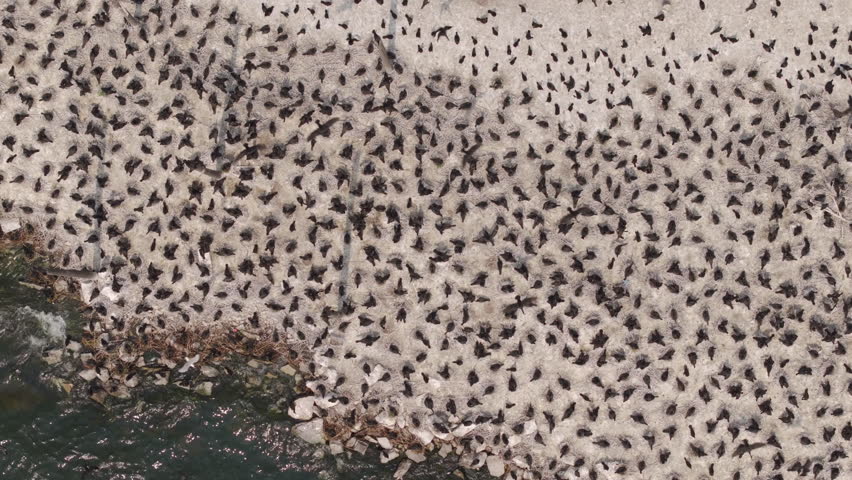 Drone pulls back revealing large area of birds nesting close to water edge