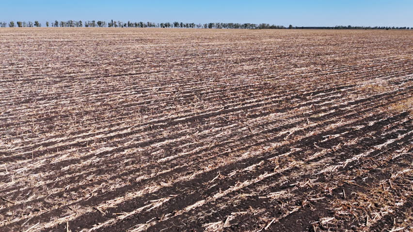 Flying above harvested maize field. Post-harvest landscape seasonal change in agriculture