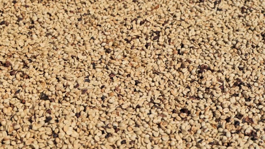 Close-up of a worker's hands meticulously sifting and checking green coffee beans drying on a large patio. This traditional method ensures high-quality coffee production.