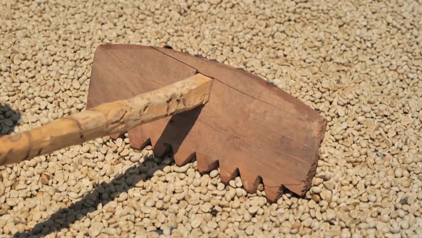 Raw green coffee beans are meticulously spread out to dry under the bright sun using a rustic wooden rake. This traditional agricultural process is essential for preparing the coffee for roasting.