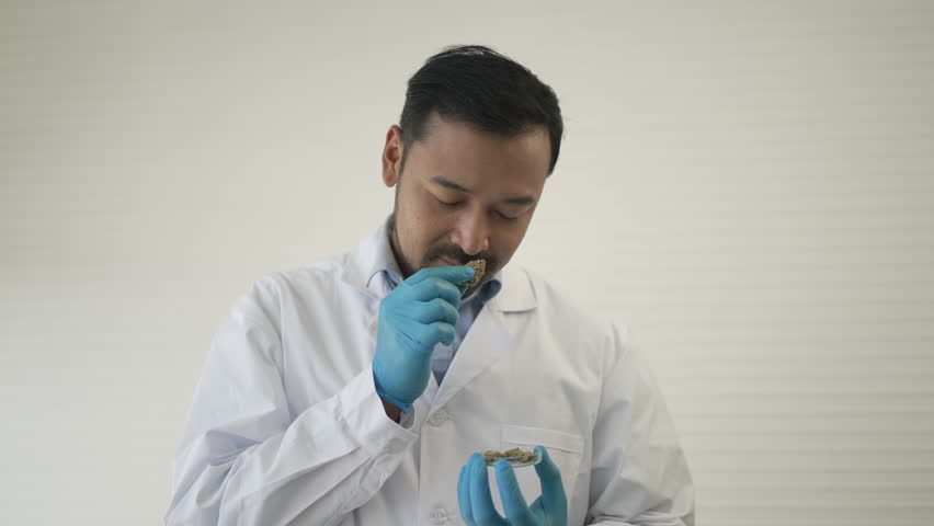 Scientist research cannabis at laboratory room. Science and Health care.