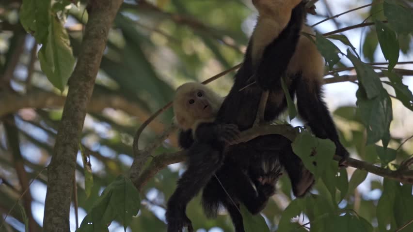 A heartwarming scene of a capuchin monkey mother cradling her infant high in the lush treetops of Cahuita National Park, Costa Rica.