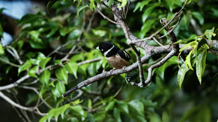 Perched Black-and-yellow broadbill Bird In A Tree Branches. Close-up Shot