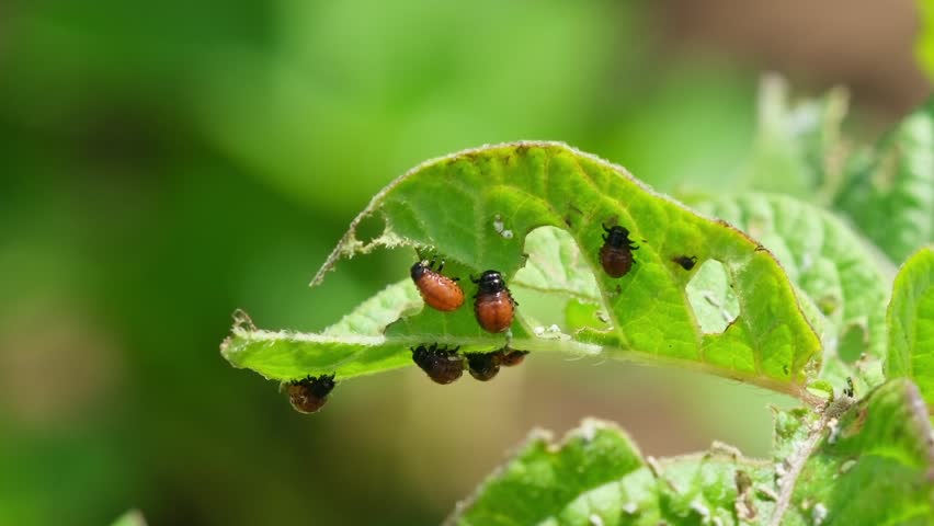 Colorado potato beetle maggots eats potato leaves. Potato bug larvae feeding on leaves of organic potato plants. Pest invasion, insects on eaten damaged leaves close-up. 