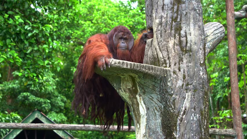 A male Borneon Orangutan (Pongo pygmaeus) climbs onto the platform, rubbing its back against the tree, close up shot of critically endangered species.