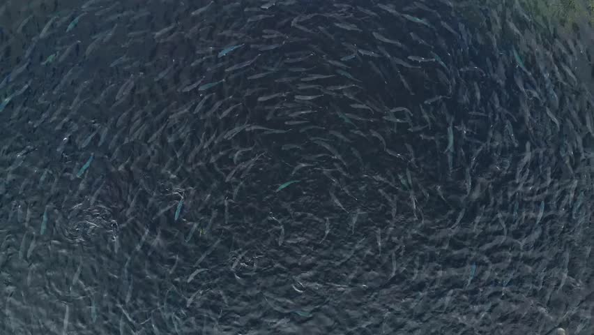 Aerial view of rainbow trout in fish farm, salmon fry in net cages, aquaculture pisciculture.