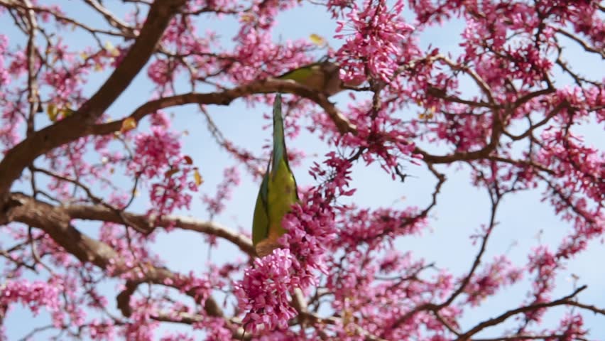 Green cute parrot on a branch of blooming pink sakura in the garden in hot summer. Exotic bird close-up in the Spanish city of Barcelona. Flora and wildlife outdoors