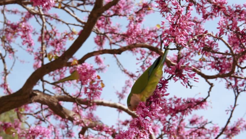 Green cute parrot on a branch of blooming pink sakura in the garden in hot summer. Exotic bird close-up in the Spanish city of Barcelona. Flora and wildlife outdoors