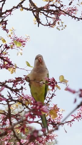 Green cute parrot on a branch of blooming pink sakura in the garden in hot summer. Exotic bird close-up in the Spanish city of Barcelona. Flora and wildlife outdoors