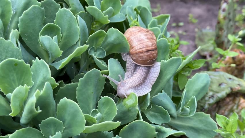 A snail crawls on succulent leaves, showcasing natures slow pace and tranquility, perfect for garden enthusiasts and biodiversity lovers
