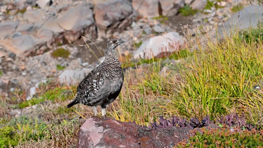 Ptarmigan bird stands alert among alpine grasses and rocks near snowy mountain slopes.