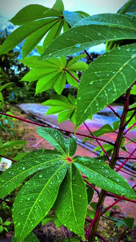 green leaves after being exposed to rain water