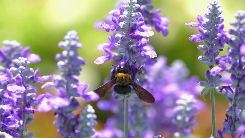 Salvia flowers and a cluster of carpenter bees