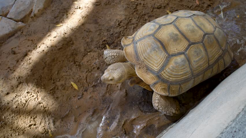 A giant tortoise wanders through a muddy area in a wildlife sanctuary, showcasing its unique shell and slow-paced movement as it interacts with its environment.