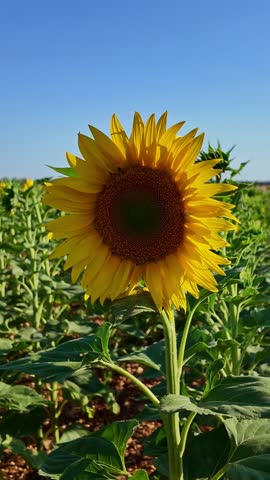 Vertical close-up view of the giant yellow sunflower on beautiful sunny summer season.